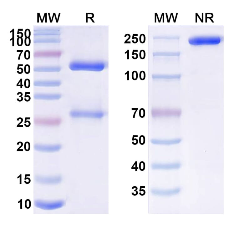 SDS-PAGE - Anti-APP Antibody [GSK 933776] Biosimilar - BSA and Azide free (A339339) - Antibodies.com