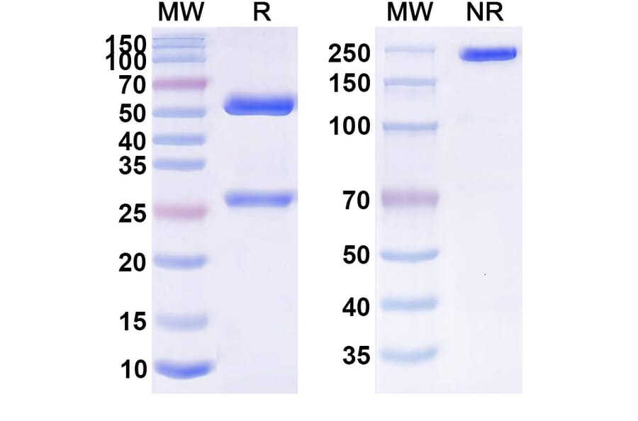 SDS-PAGE - Anti-APP Antibody [AAB-3] Biosimilar - BSA and Azide free (A339342) - Antibodies.com