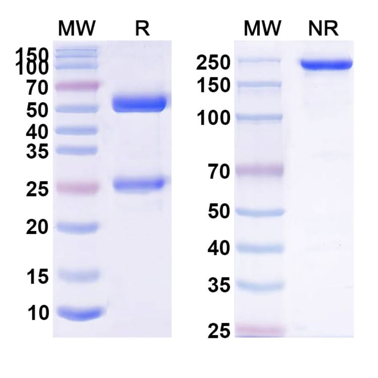SDS-PAGE - Anti-APP Antibody [MEDI849] Biosimilar - BSA and Azide free (A339343) - Antibodies.com