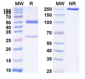 SDS-PAGE - Anti-APP Antibody [MEDI1814] Biosimilar - BSA and Azide free (A339344) - Antibodies.com