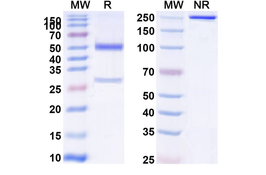 SDS-PAGE - Anti-APP Antibody [MEDI1814] Biosimilar - BSA and Azide free (A339344) - Antibodies.com