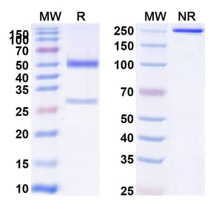 SDS-PAGE - Anti-APP Antibody [MEDI1814] Biosimilar - BSA and Azide free (A339344) - Antibodies.com