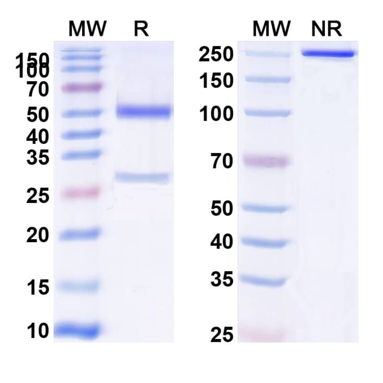 SDS-PAGE - Anti-APP Antibody [MEDI1814] Biosimilar - BSA and Azide free (A339344) - Antibodies.com