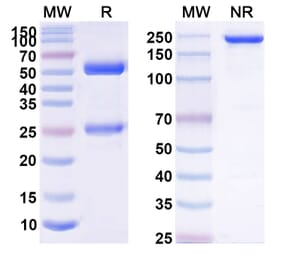 SDS-PAGE - Anti-APP Antibody [PF-4382923] Biosimilar - BSA and Azide free (A339345) - Antibodies.com