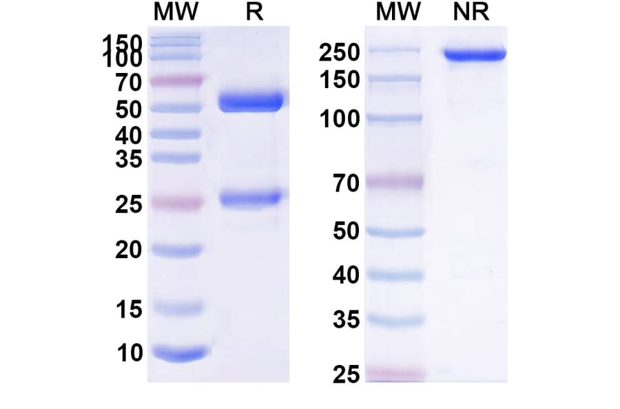 SDS-PAGE - Anti-APP Antibody [PF-4382923] Biosimilar - BSA and Azide free (A339345) - Antibodies.com