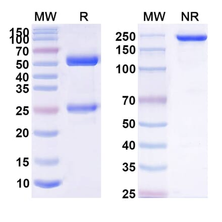 SDS-PAGE - Anti-APP Antibody [scFv59] Biosimilar - BSA and Azide free (A339346) - Antibodies.com