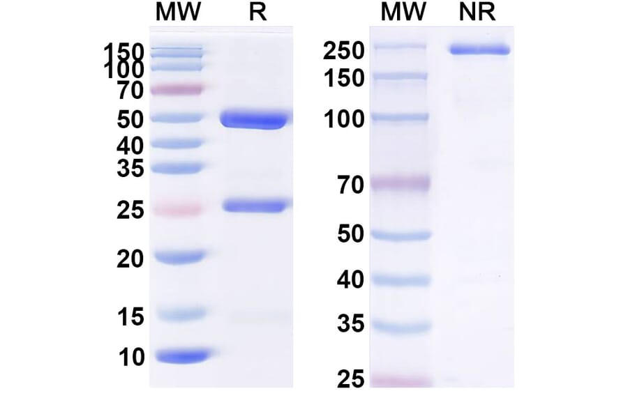 SDS-PAGE - Anti-Angiopoietin 2 Antibody [AT6] Biosimilar - BSA and Azide free (A339347) - Antibodies.com