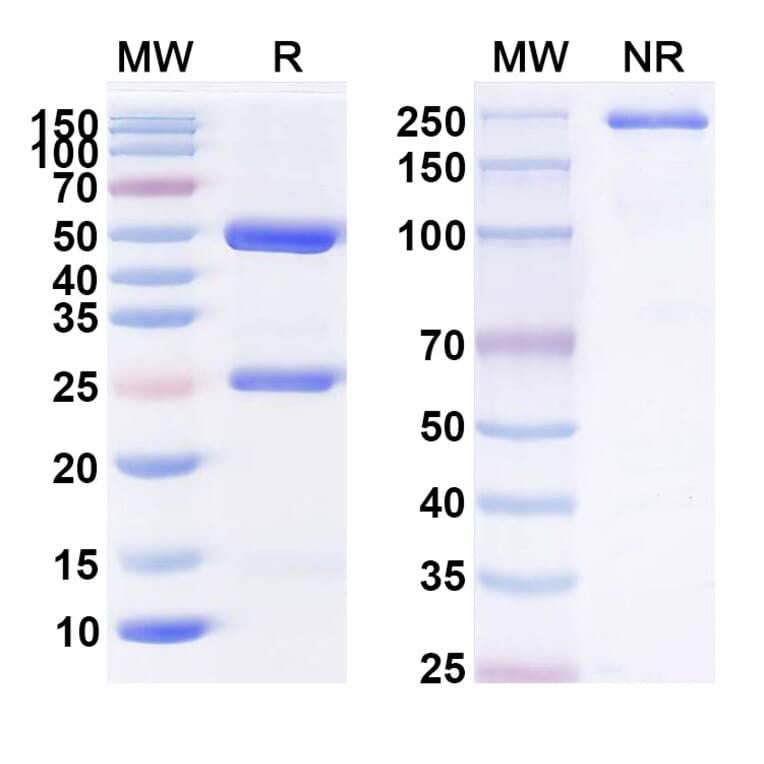 SDS-PAGE - Anti-Angiopoietin 2 Antibody [CVX-241] Biosimilar - BSA and Azide free (A339348) - Antibodies.com