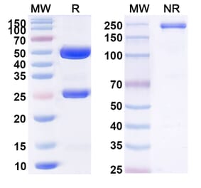 SDS-PAGE - Anti-CD13 Antibody [MT95-4] Biosimilar - BSA and Azide free (A339350) - Antibodies.com