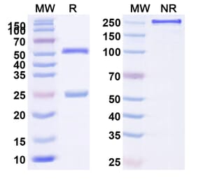 SDS-PAGE - Anti-TNFSF13 Antibody [BION 131] Biosimilar - BSA and Azide free (A339351) - Antibodies.com