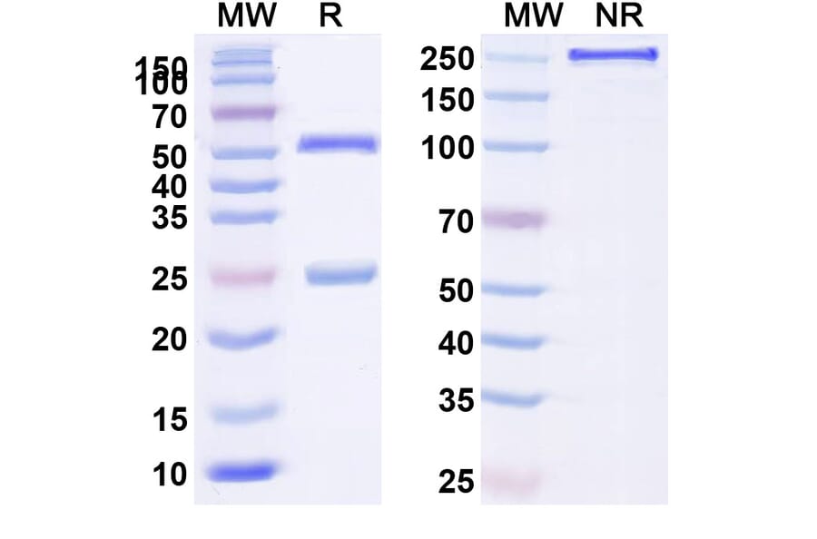 SDS-PAGE - Anti-TNFSF13 Antibody [BION 131] Biosimilar - BSA and Azide free (A339351) - Antibodies.com