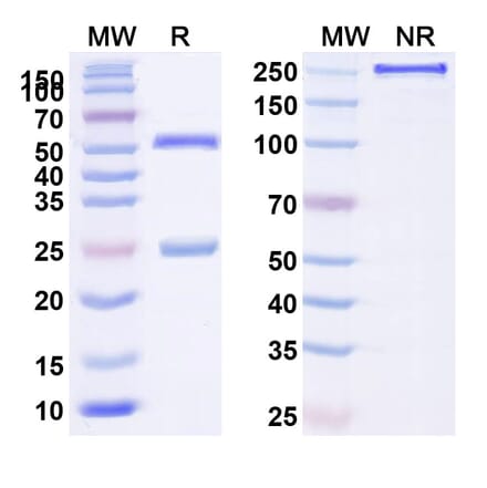 SDS-PAGE - Anti-TNFSF13 Antibody [BION 131] Biosimilar - BSA and Azide free (A339351) - Antibodies.com
