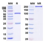 SDS-PAGE - Anti-TNFSF13 Antibody [BION 131] Biosimilar - BSA and Azide free (A339351) - Antibodies.com