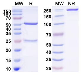 SDS-PAGE - Anti-ASGR1 Antibody [AMG 529] Biosimilar - BSA and Azide free (A339352) - Antibodies.com