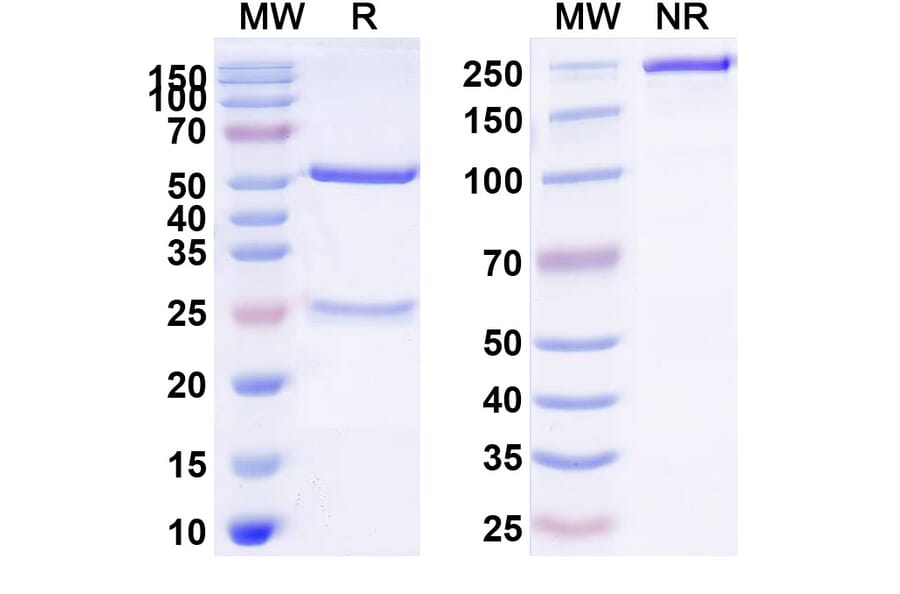 SDS-PAGE - Anti-ASGR1 Antibody [AMG 529] Biosimilar - BSA and Azide free (A339352) - Antibodies.com