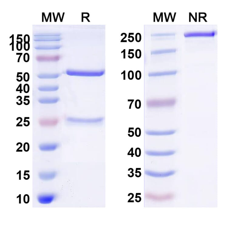 SDS-PAGE - Anti-ASGR1 Antibody [AMG 529] Biosimilar - BSA and Azide free (A339352) - Antibodies.com