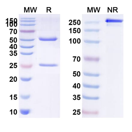 SDS-PAGE - Anti-ASGR1 Antibody [SBT823] Biosimilar - BSA and Azide free (A339353) - Antibodies.com