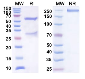 SDS-PAGE - Anti-B7-H3 Antibody [DS-5573a] Biosimilar - BSA and Azide free (A339356) - Antibodies.com