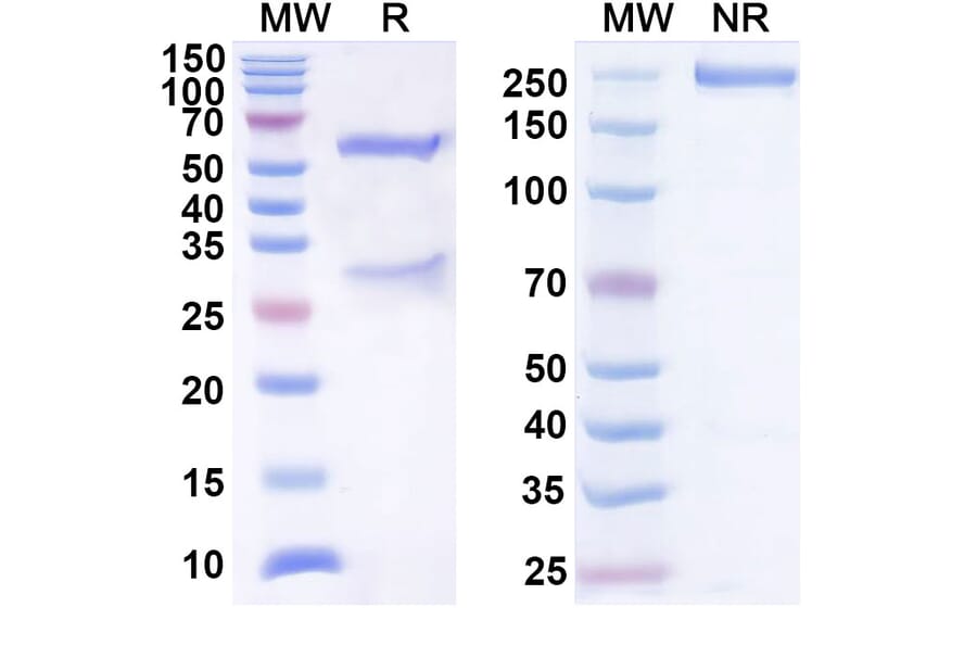 SDS-PAGE - Anti-B7-H3 Antibody [DS-5573a] Biosimilar - BSA and Azide free (A339356) - Antibodies.com