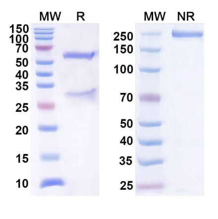 SDS-PAGE - Anti-B7-H3 Antibody [DS-5573a] Biosimilar - BSA and Azide free (A339356) - Antibodies.com