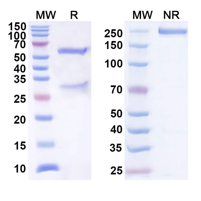 SDS-PAGE - Anti-B7-H3 Antibody [DS-5573a] Biosimilar - BSA and Azide free (A339356) - Antibodies.com