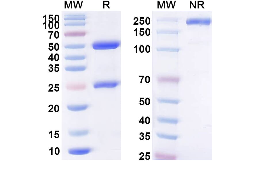 SDS-PAGE - Anti-B7-H4 Antibody [AZD825] Biosimilar - BSA and Azide free (A339357) - Antibodies.com