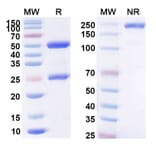 SDS-PAGE - Anti-B7-H4 Antibody [AZD825] Biosimilar - BSA and Azide free (A339357) - Antibodies.com