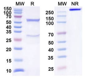 SDS-PAGE - Anti-B7-H4 Antibody [NC762] Biosimilar - BSA and Azide free (A339358) - Antibodies.com