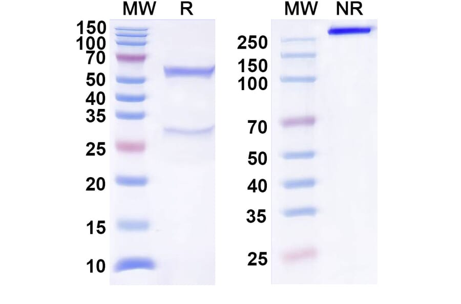 SDS-PAGE - Anti-B7-H4 Antibody [NC762] Biosimilar - BSA and Azide free (A339358) - Antibodies.com