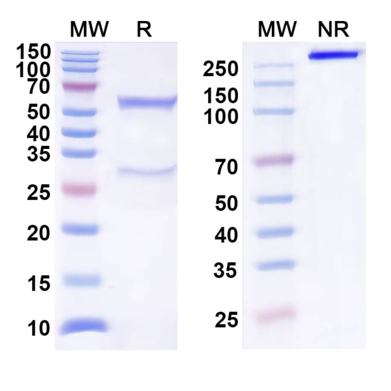 SDS-PAGE - Anti-B7-H4 Antibody [NC762] Biosimilar - BSA and Azide free (A339358) - Antibodies.com