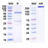 SDS-PAGE - Anti-B7-H4 Antibody [NC762] Biosimilar - BSA and Azide free (A339358) - Antibodies.com