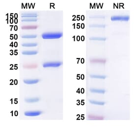 SDS-PAGE - Anti-B7-H6 Antibody [CYAD-5] Biosimilar - BSA and Azide free (A339359) - Antibodies.com