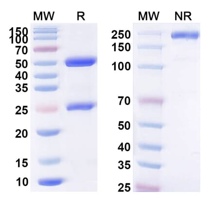 SDS-PAGE - Anti-BCMA Antibody [ALLO-65] Biosimilar - BSA and Azide free (A339360) - Antibodies.com