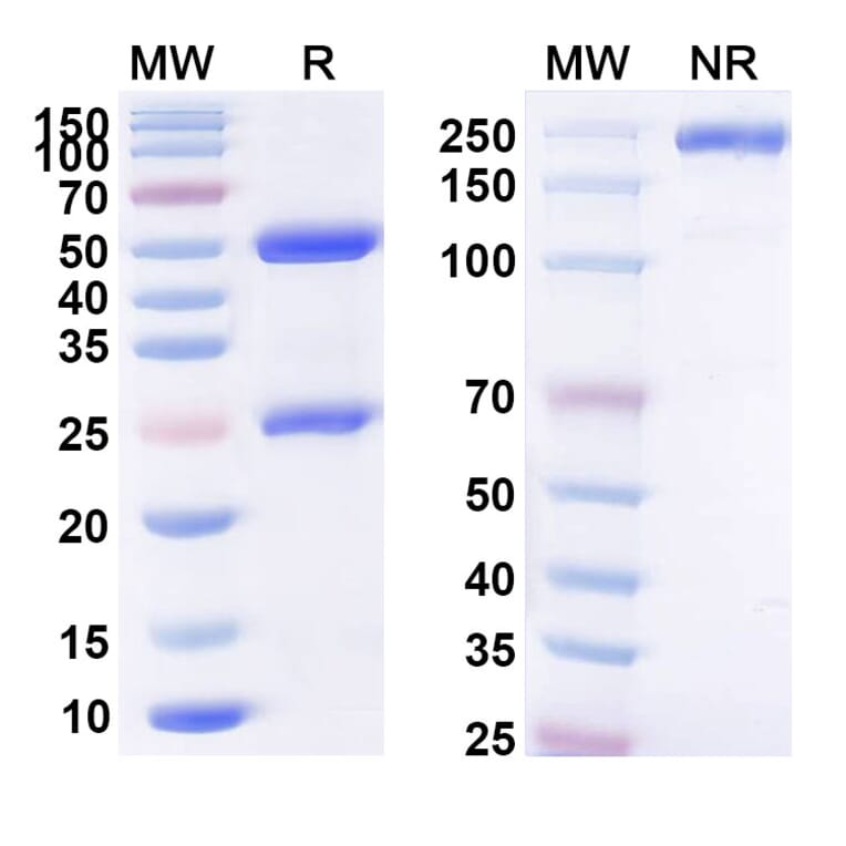 SDS-PAGE - Anti-BCMA Antibody [ALLO-65] Biosimilar - BSA and Azide free (A339360) - Antibodies.com