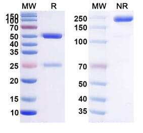 SDS-PAGE - Anti-BCMA Antibody [AMG 224] Biosimilar - BSA and Azide free (A339361) - Antibodies.com