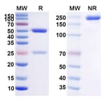 SDS-PAGE - Anti-BCMA Antibody [CT53] Biosimilar - BSA and Azide free (A339362) - Antibodies.com