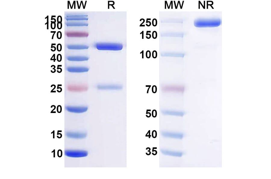 SDS-PAGE - Anti-BCMA Antibody [PRG181] Biosimilar - BSA and Azide free (A339363) - Antibodies.com