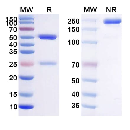 SDS-PAGE - Anti-BCMA Antibody [PRG181] Biosimilar - BSA and Azide free (A339363) - Antibodies.com