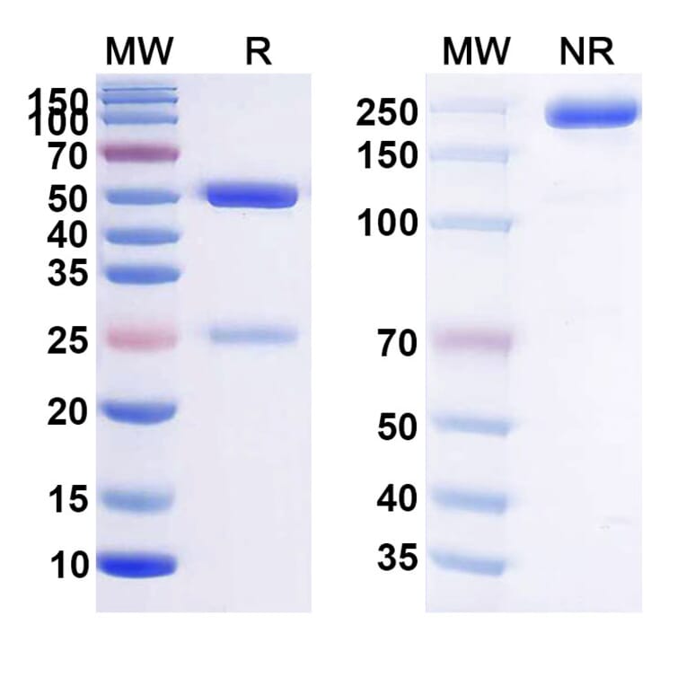 SDS-PAGE - Anti-BCMA Antibody [PRG181] Biosimilar - BSA and Azide free (A339363) - Antibodies.com
