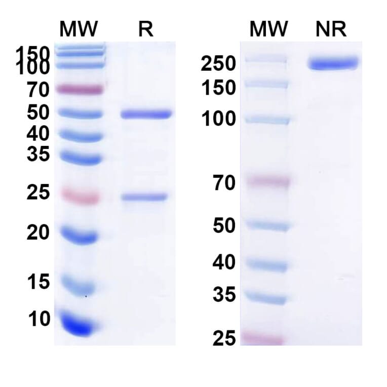 SDS-PAGE - Anti-BCMA Antibody [LCAR-B38M] Biosimilar - BSA and Azide free (A339365) - Antibodies.com