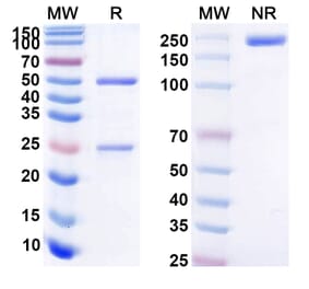 SDS-PAGE - Anti-BCMA Antibody [MEDI2228] Biosimilar - BSA and Azide free (A339366) - Antibodies.com