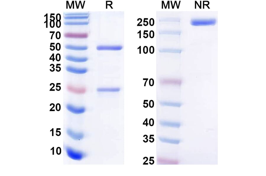 SDS-PAGE - Anti-BCMA Antibody [MEDI2228] Biosimilar - BSA and Azide free (A339366) - Antibodies.com