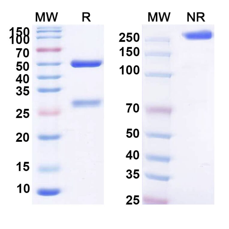 SDS-PAGE - Anti-BCMA Antibody [SGN-BCMA] Biosimilar - BSA and Azide free (A339367) - Antibodies.com