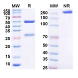 SDS-PAGE - Anti-BCMA Antibody [SGN-BCMA] Biosimilar - BSA and Azide free (A339367) - Antibodies.com