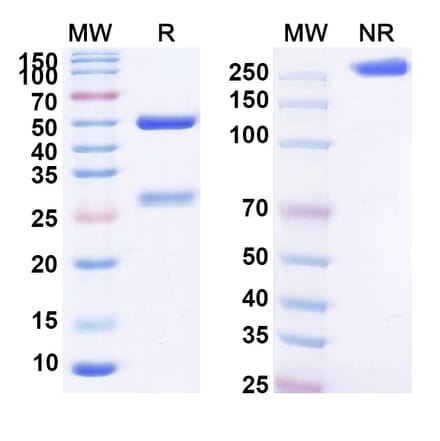 SDS-PAGE - Anti-BCMA Antibody [TBL-CLN1] Biosimilar - BSA and Azide free (A339368) - Antibodies.com