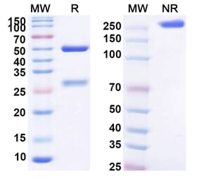 SDS-PAGE - Anti-CD157 Antibody [MEN1112] Biosimilar - BSA and Azide free (A339369) - Antibodies.com