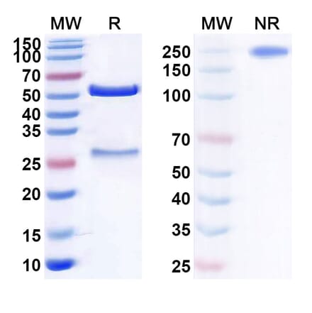 SDS-PAGE - Anti-Human BST2 [XmAb 5592] Biosimilar - Anti-BST2 Antibody - BSA and Azide free (A339370) - Antibodies.com