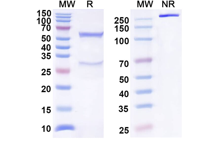 SDS-PAGE - Anti-BTLA Antibody [ANB32] Biosimilar - BSA and Azide free (A339371) - Antibodies.com