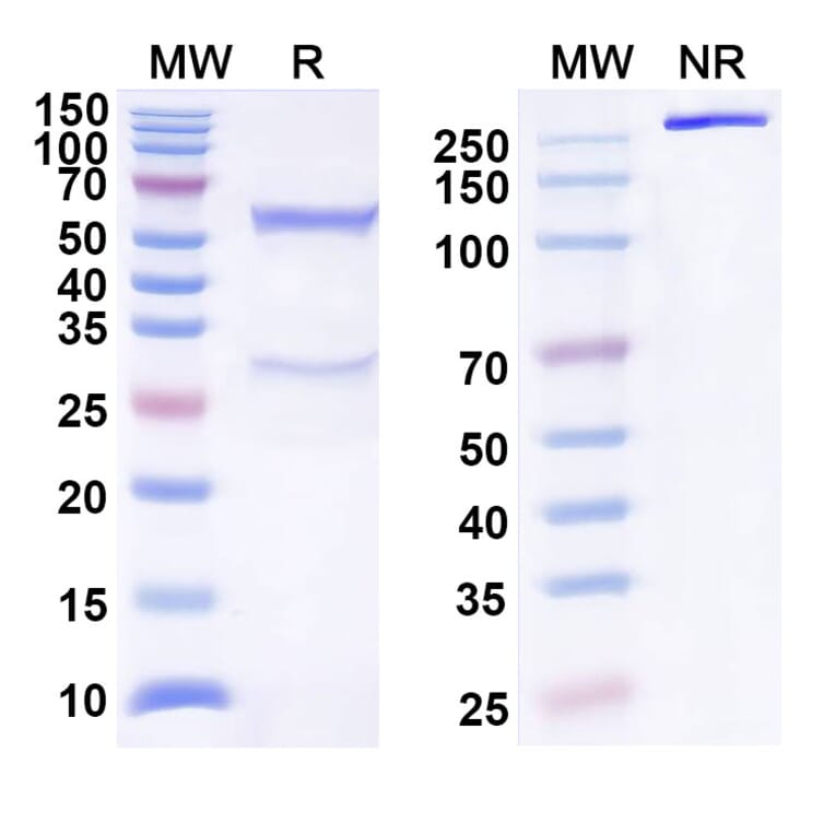 SDS-PAGE - Anti-BTLA Antibody [ANB32] Biosimilar - BSA and Azide free (A339371) - Antibodies.com