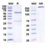 SDS-PAGE - Anti-BTLA Antibody [ANB32] Biosimilar - BSA and Azide free (A339371) - Antibodies.com